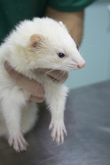 Profile of a ferret.