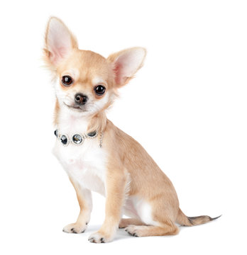 nice chihuahua puppy with jewelry  necklace isolated on white background 