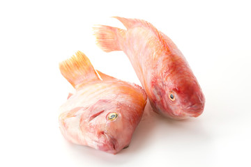 Red Tilapia
