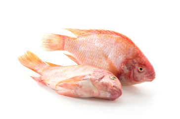 Red Tilapia