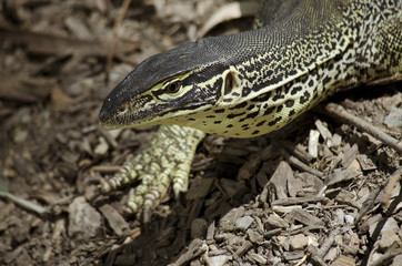 lace lizard walking over rough land