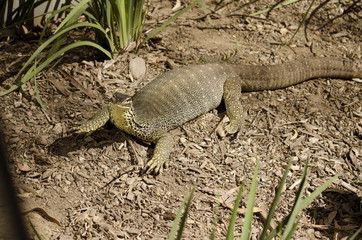 water dragon a rock