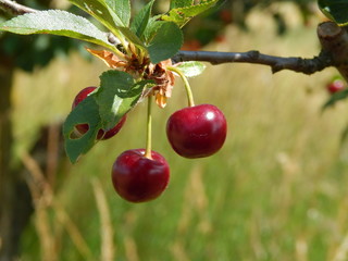 Obraz premium Süßkirschen