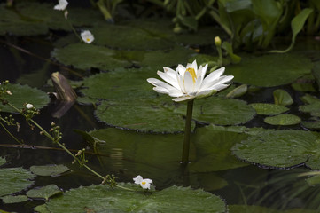 European white waterlily