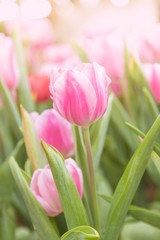 tulips in the flower garden