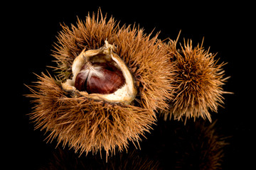 Chestnuts on a black reflective background