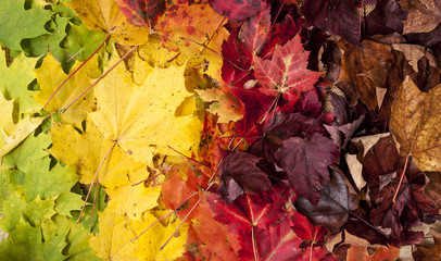 Gradient of Fall Colored Maple Leaves