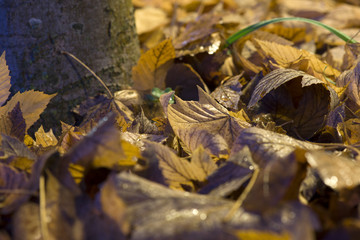 Autunno
