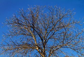 tree branches against the blue sky