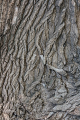bark very old tree

