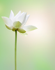 Fototapeta premium fleur de lotus