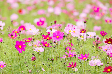 コスモス畑