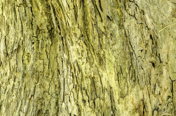 Obraz premium bark of tree background and texture