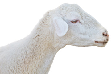 sheep