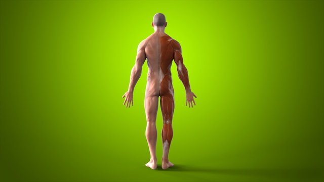 Anatomy