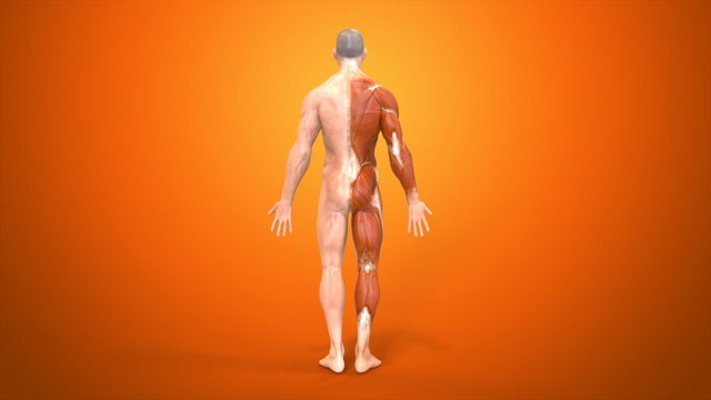 Anatomy