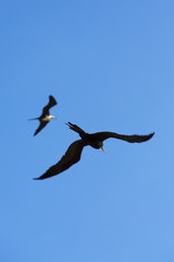 Big birds flying in the blue sky of La Guajira, Colombia