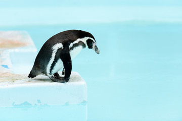 Pingouins debout