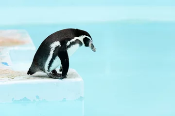Crédence de cuisine en verre imprimé Pingouin Pingouins debout