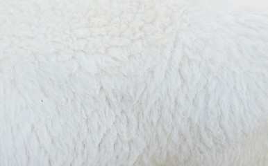 Fototapeta na wymiar sheep wool