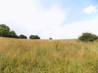 Meadow, forest and sky