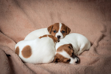 Jeck russell terrier