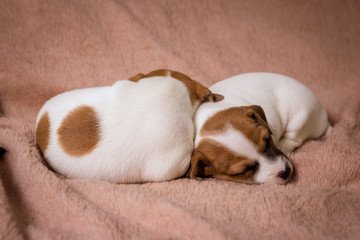 Jeck russell terrier