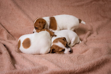 Jeck russell terrier