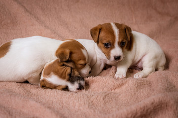 Jeck russell terrier