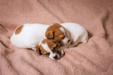 Jeck russell terrier