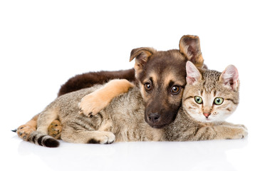 Obraz premium tabby cat and sad dog with Santa Claus hat. isolated on white ba
