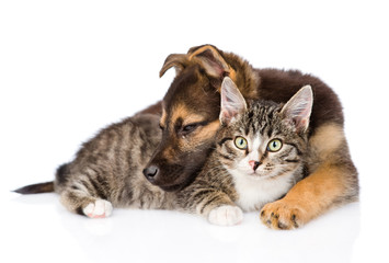 puppy with cat lying together. isolated on white background