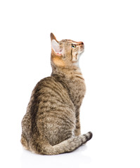 tabby cat looking up. isolated on white background