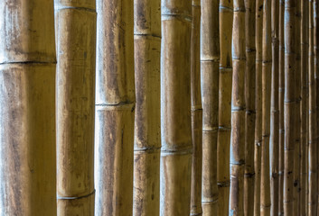 Bambus Textur