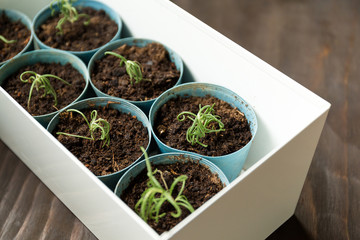 Potted small plant