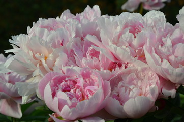 Many light peony flowers 