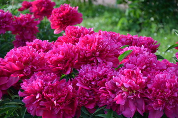 Many red peony flowers 