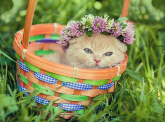 Portrait of cute little kitten crowned with a chaplet of clover