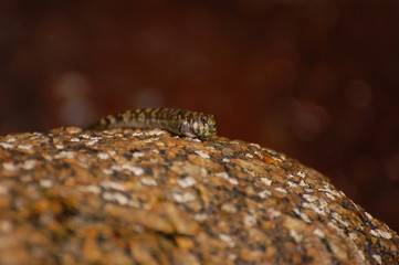 Рыба прыгун сидит на камне и смотрит в объектив камеры