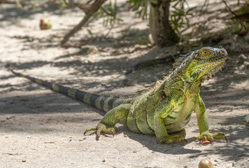 Caribbean Iguana