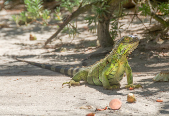 Caribbean Iguana