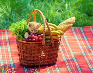Little kitten on picnic basket with fruits on the blanket