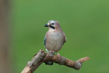 Eichelhäher, Eurasian jay, Garrulus glandarius