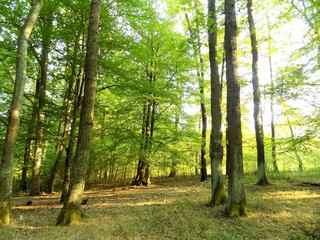 Deciduous forest