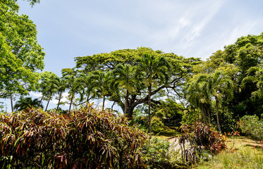Fototapeta na wymiar Jungle Trees