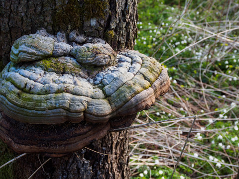 Tinder Fungus In Spring Closeup