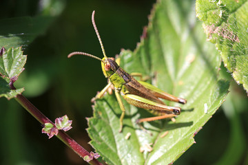 Grasshopper
