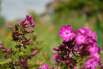 Giverny Casa di Claude Monet