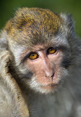 Portrait Macaque Monkey in Bali