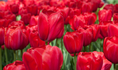 Olanda, tulipani rossi